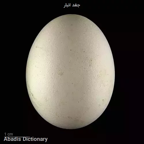 جغد انبار